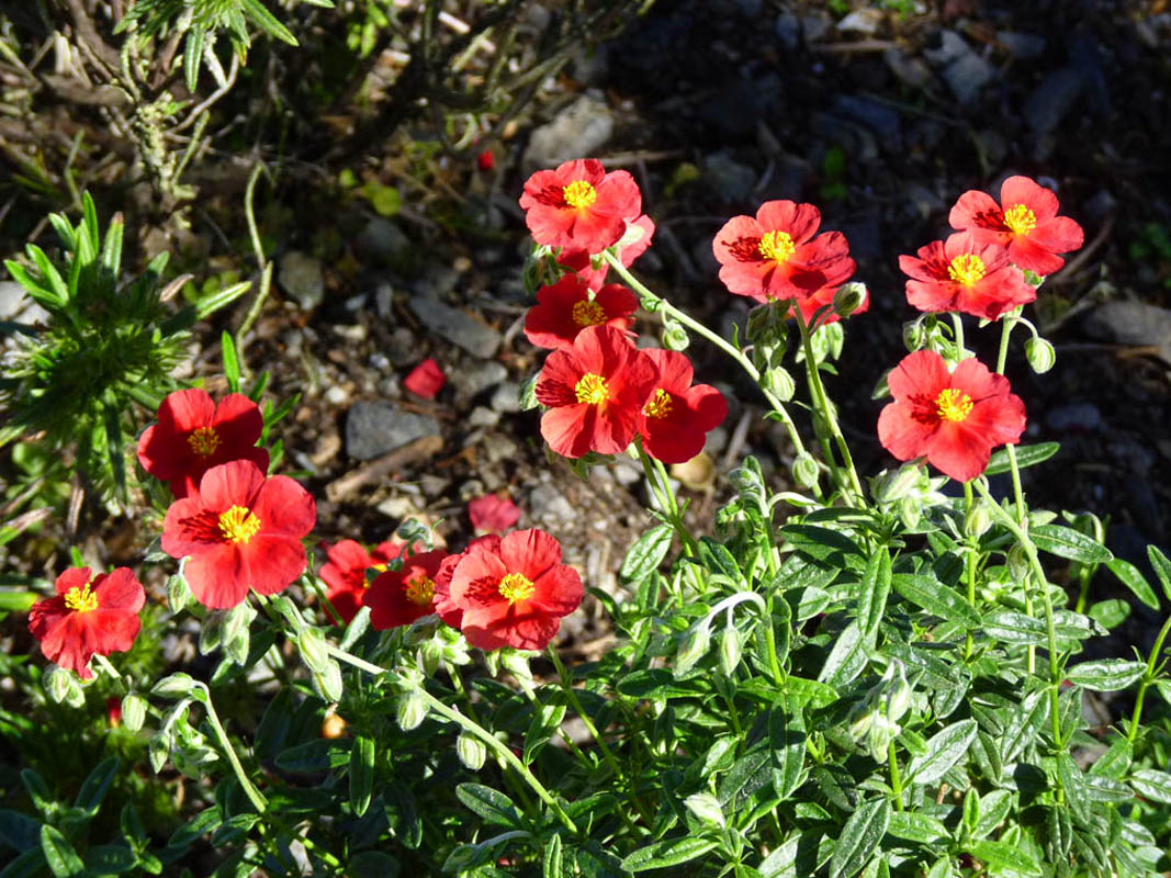 Helianthemum 'Red Dragon' photo